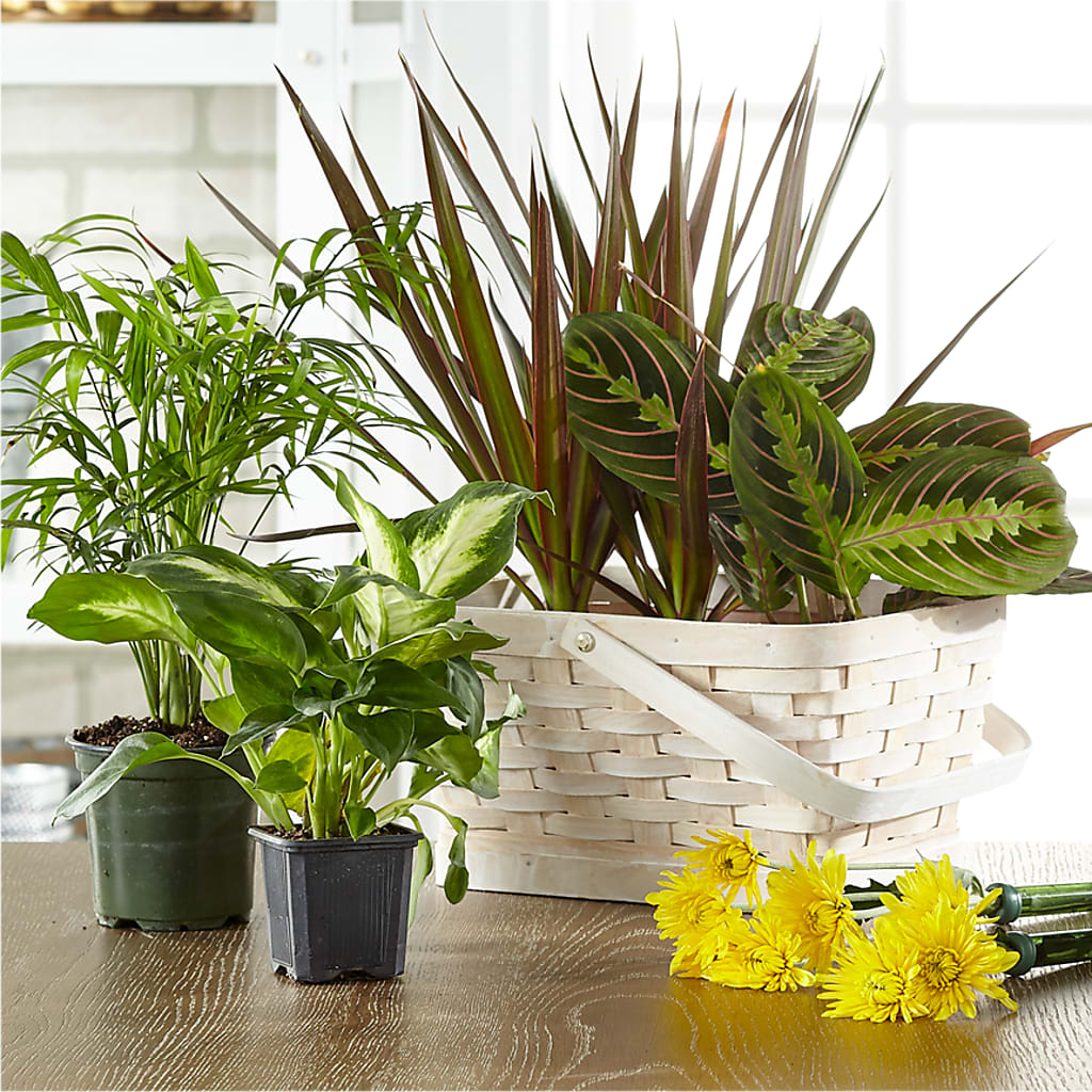 Florist Designed Blooming and Green Plants in a Basket – RALPH'S, Compton CA