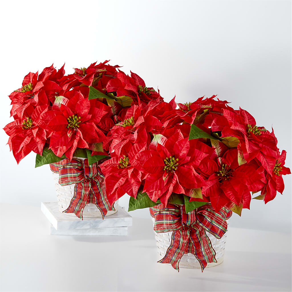 Happiest Holidays Poinsettia Bundle – RALPH'S, Compton CA