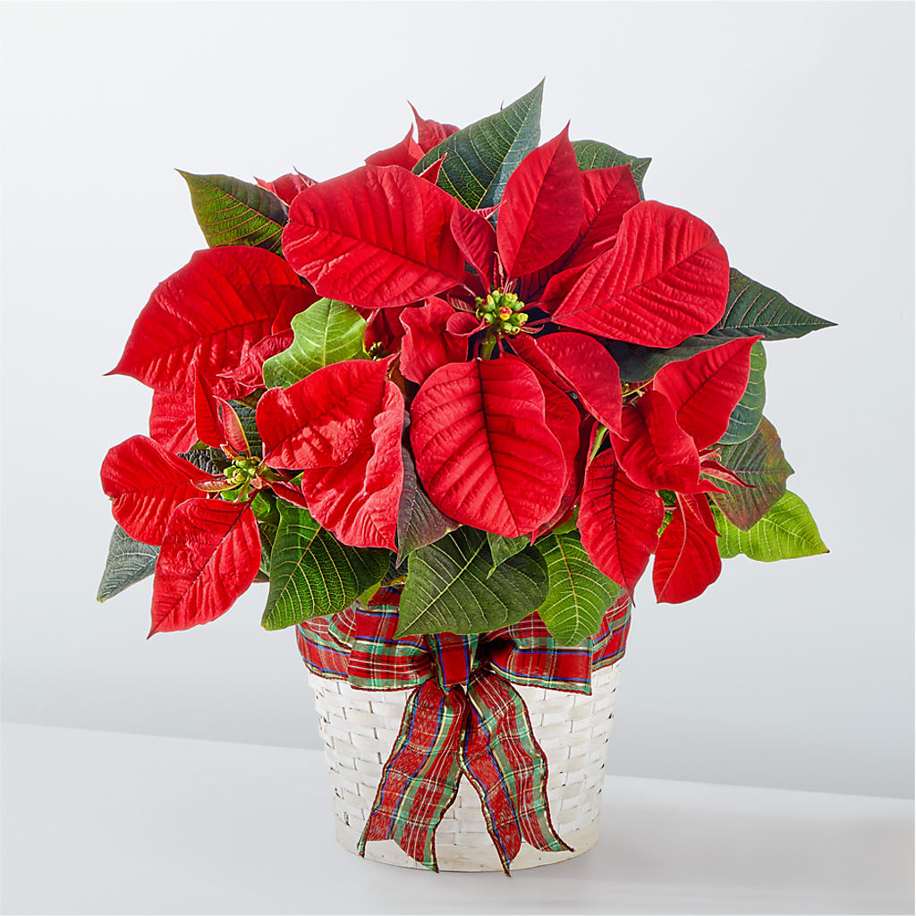 Happiest Holidays Poinsettia – RALPH'S, Compton CA