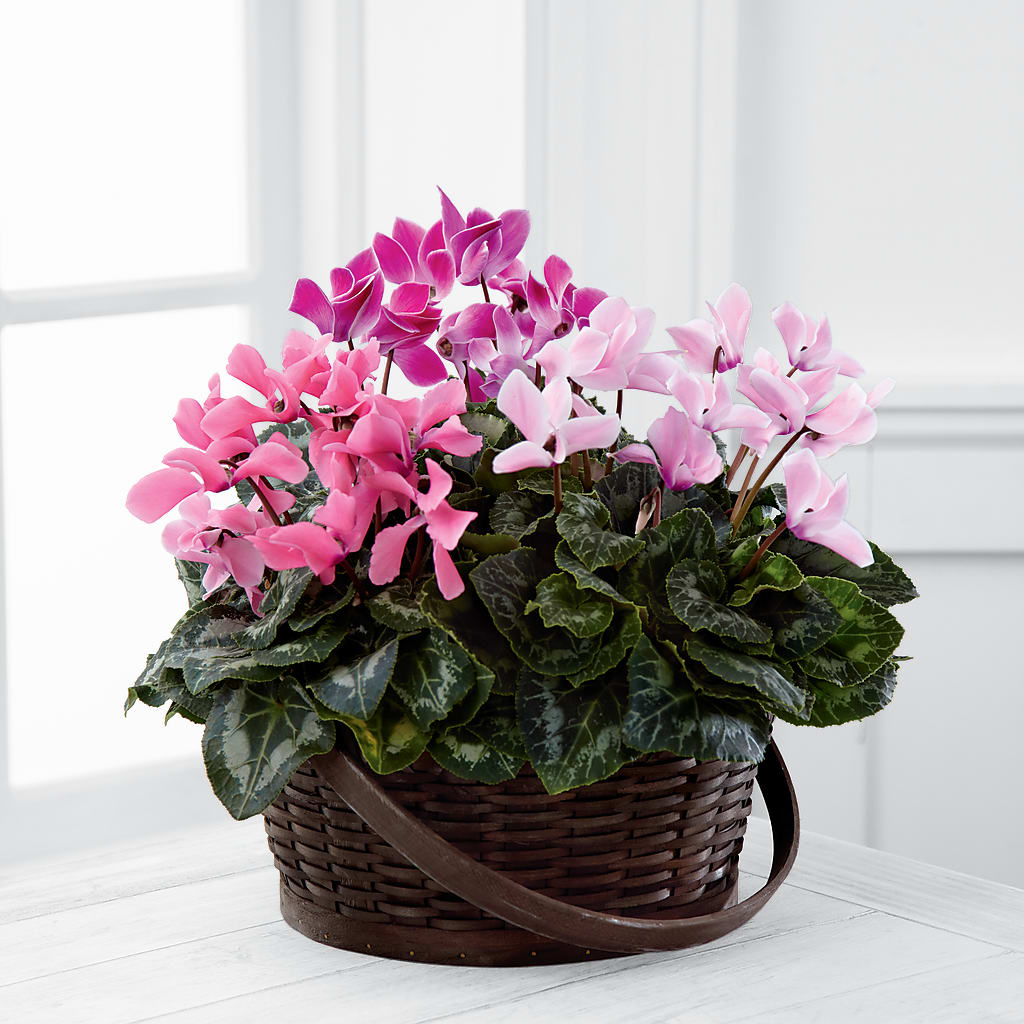 Mixed Cyclamen Planter – RALPH'S, Compton CA