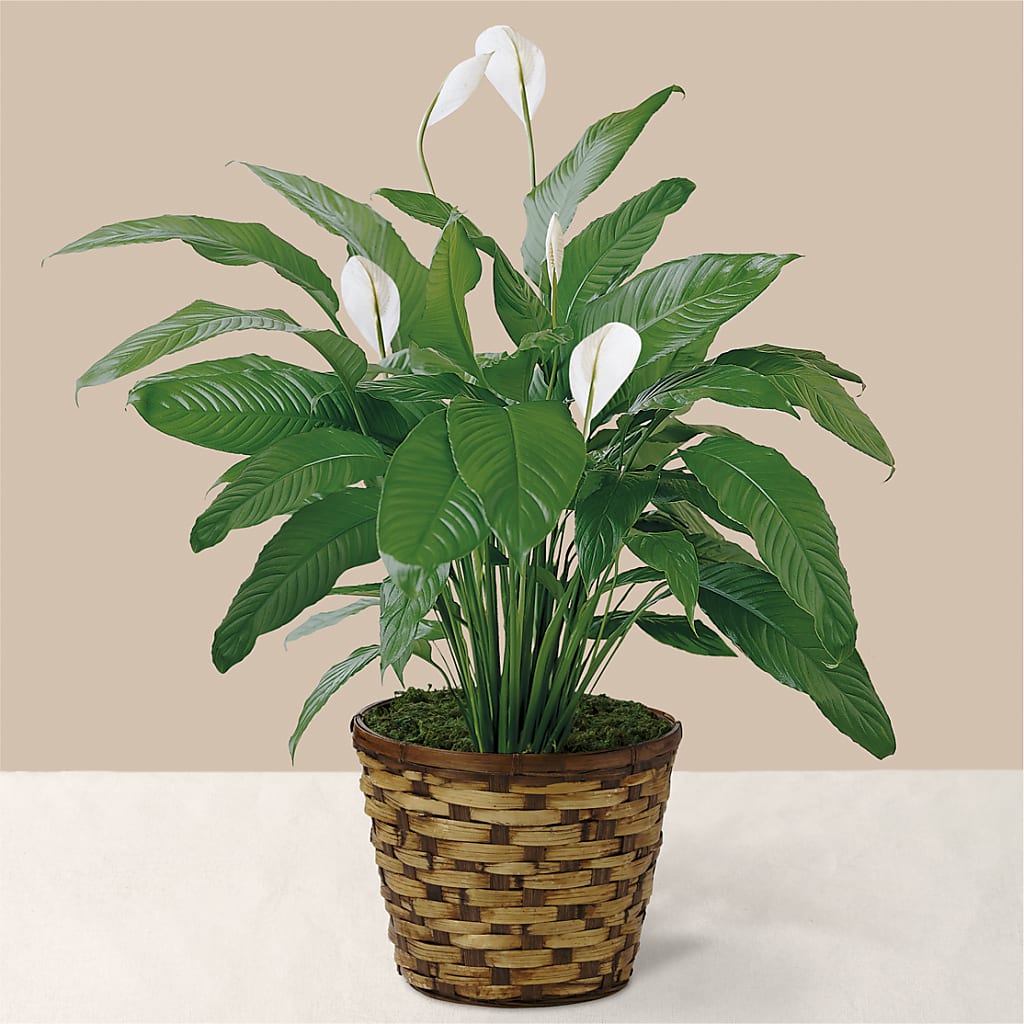 Tranquil Moments Peace Lily Plant – RALPH'S, Compton CA