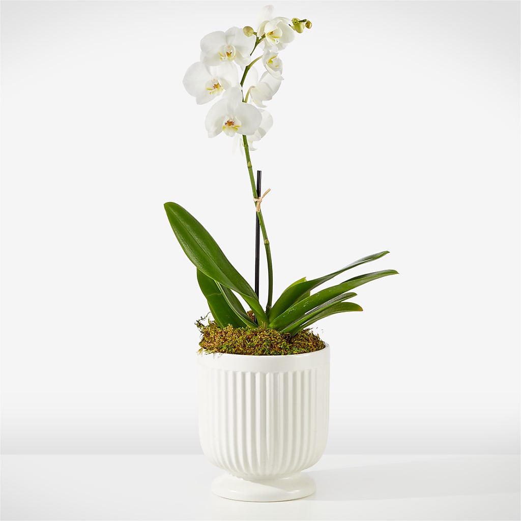 Whispering White Orchid – RALPH'S, Compton CA