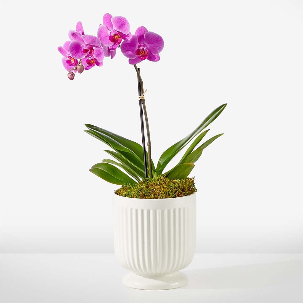 Friendly Fuchsia Orchid – RALPH'S, Compton CA