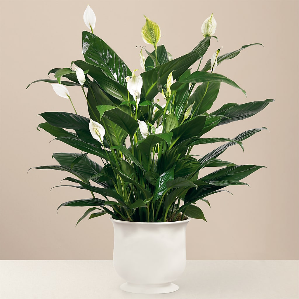 Comfort Planter – RALPH'S, Compton CA