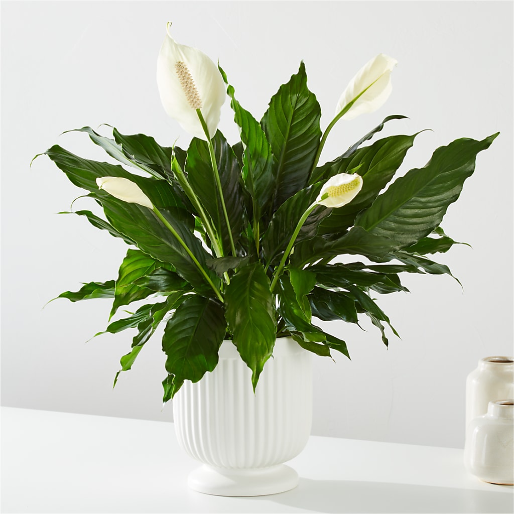 Comfort Planter – RALPH'S, Compton CA