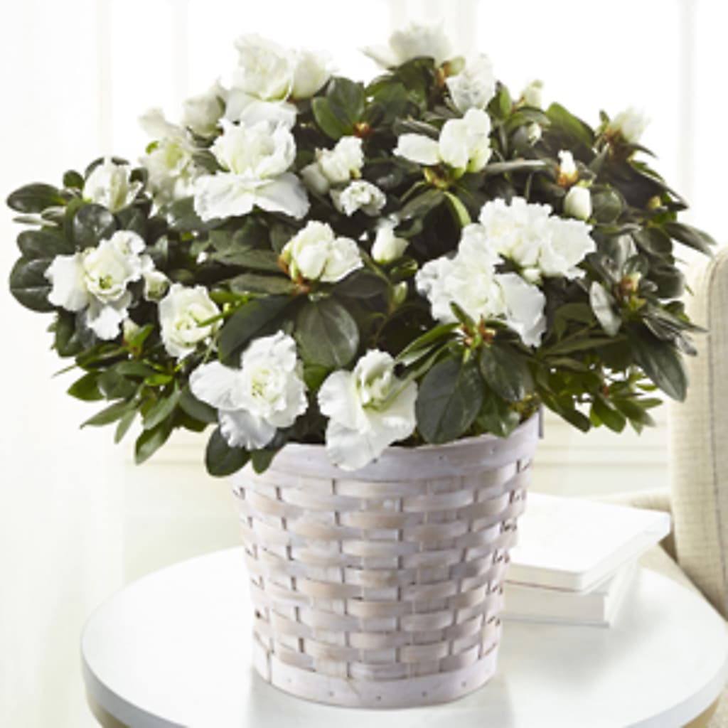 White Azalea Plant – RALPH'S, Compton CA