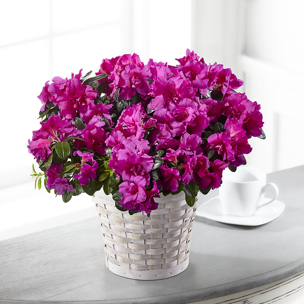 Hope & Serenity Azalea Plant – RALPH'S, Compton CA