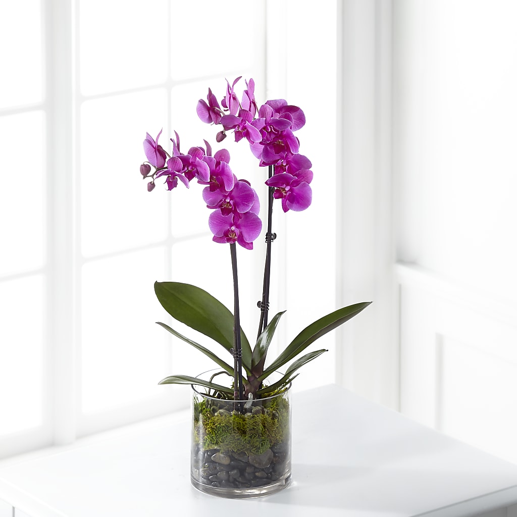 Pink Orchid Plant – RALPH'S, Compton CA