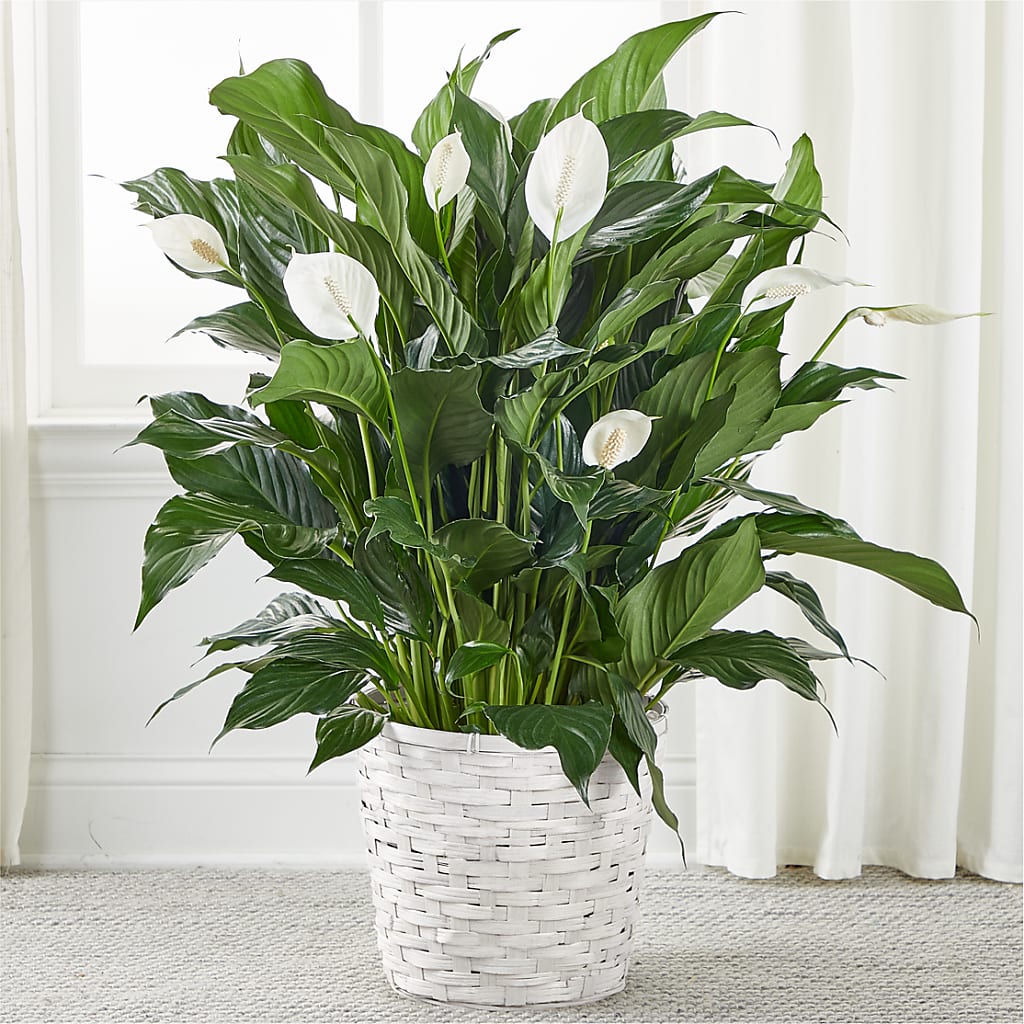 A New Leaf Peace Lily – RALPH'S, Compton CA