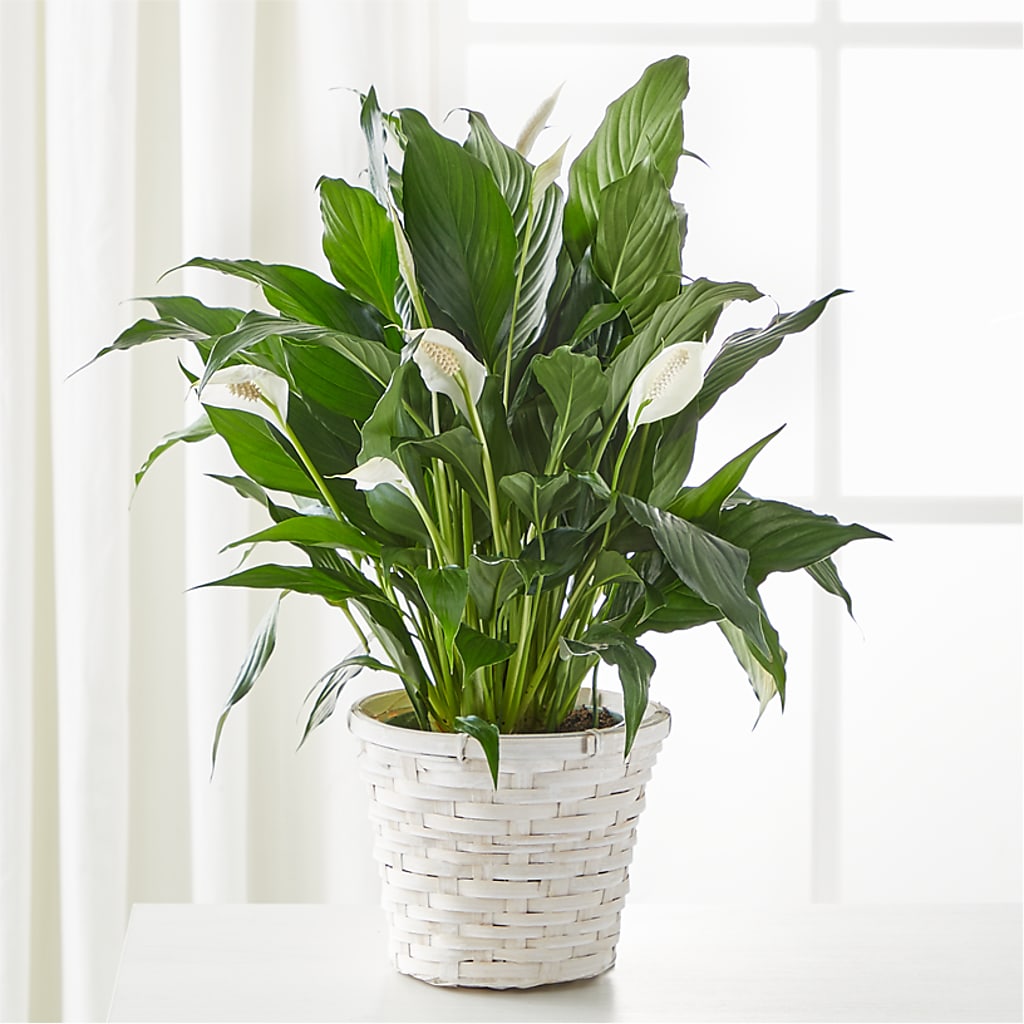 A New Leaf Peace Lily – RALPH'S, Compton CA