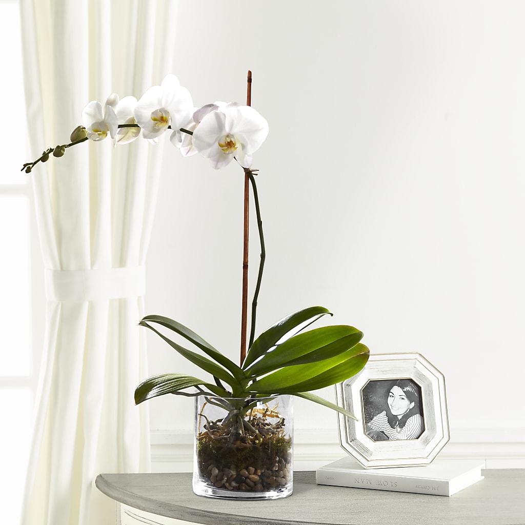 White Orchid Planter – RALPH'S, Compton CA