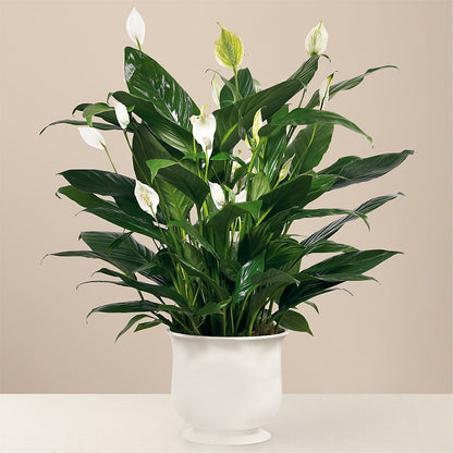 Comfort Planter – RALPH'S, Compton CA