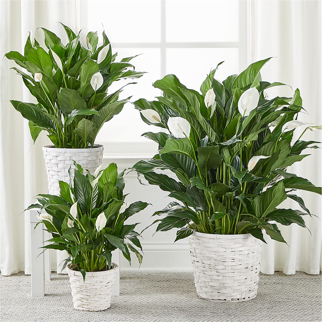 A New Leaf Peace Lily – RALPH'S, Compton CA