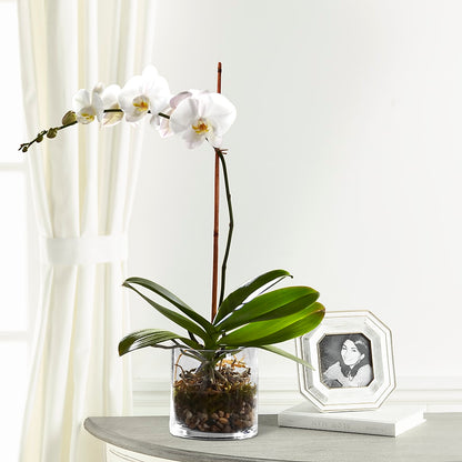 White Orchid Planter – RALPH'S, Compton CA