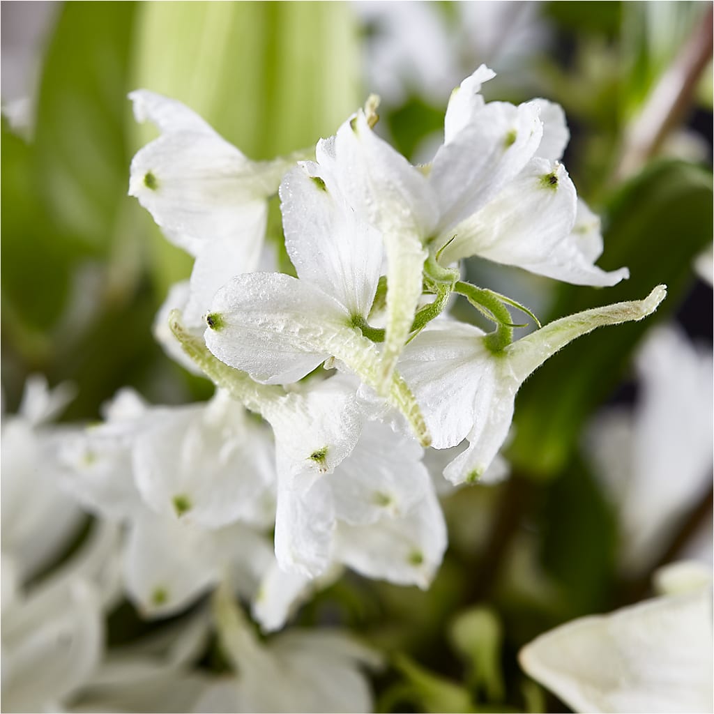 Classic Ivory – A Florist Original – RALPH'S, Compton CA